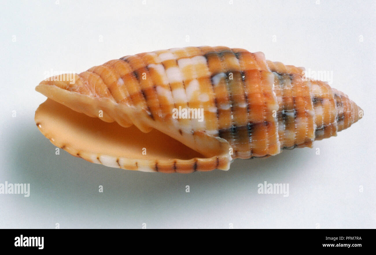 Mitra Mitra Shell puncticulata, punktiert, solide mit abgerundeten trat Umgänge auf spire, vertikalen Kanten, orange mit schwarzen und weißen Abzeichen. Stockfoto