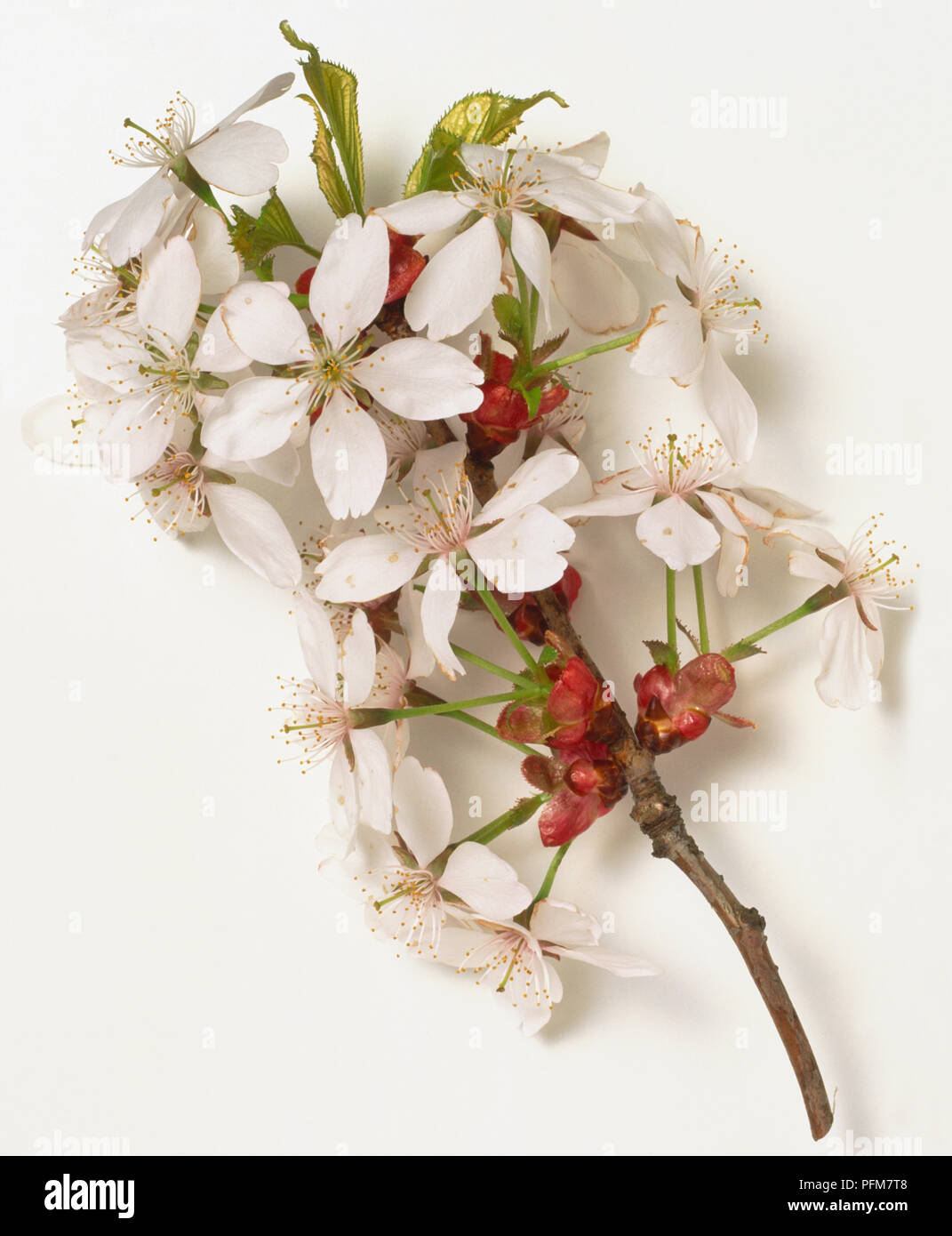 Rosaceae, Prunus verecunda, Koreanisch Hill Cherry-GRE-braunen Zweig Spitze, rot Bett Skalen, weißlich blass rosa Blüten mit tief eingekerbte Blütenblätter, in kleine Cluster getragen. Stockfoto