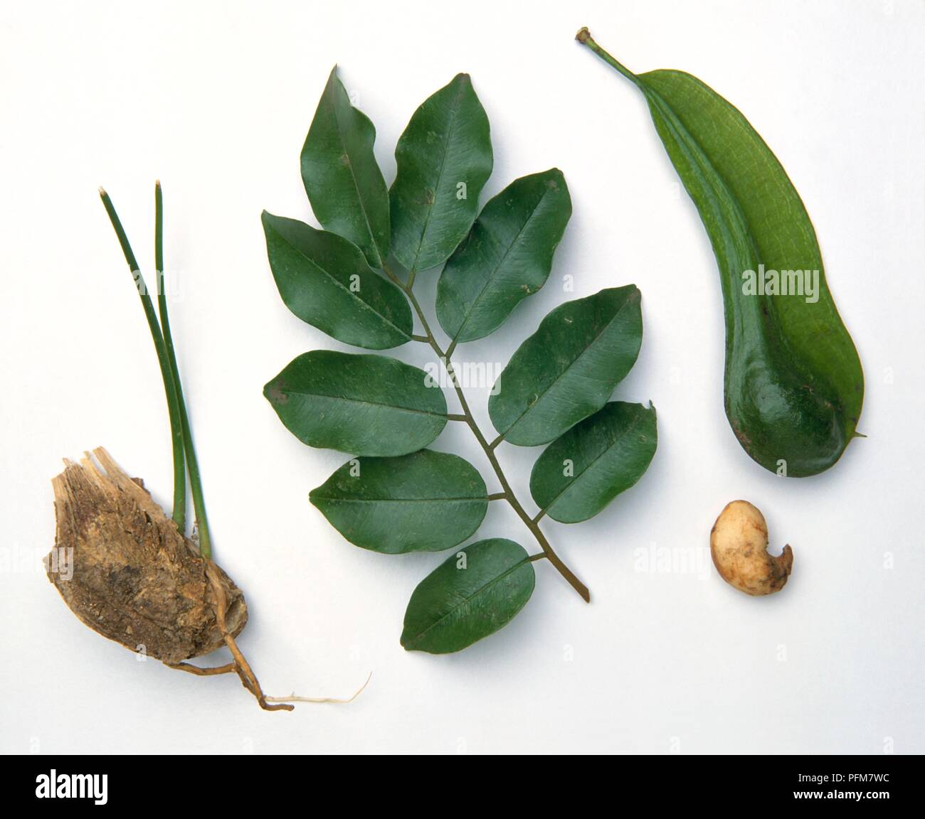 Myroxylon balsamum (Balsam von tolu), Früchte, Samen, grüne Blätter und Sämling Stockfoto