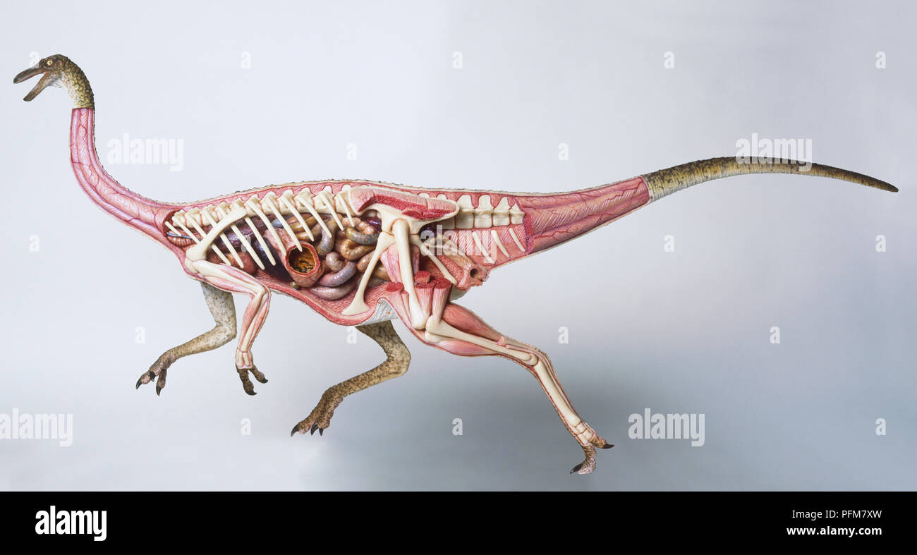 Interne Anatomie der weiblichen Gallimimus Stockfoto