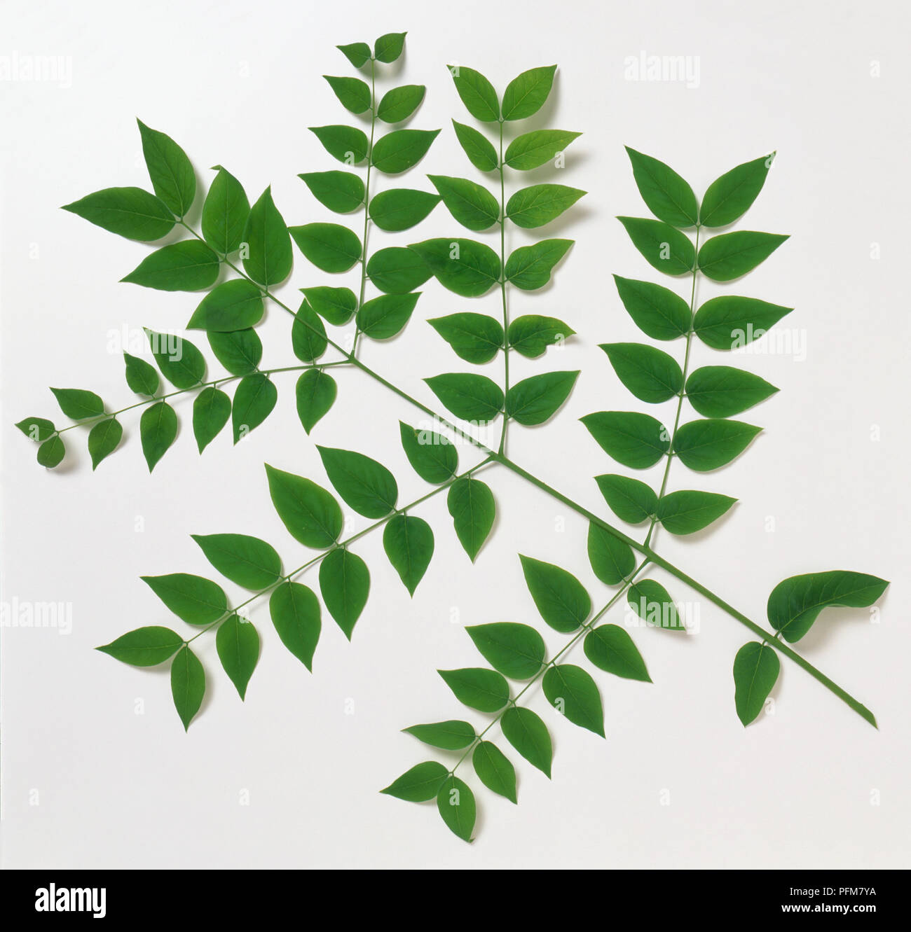 green congo variegata Philodendron Green Congo Variegated (Hybrid)