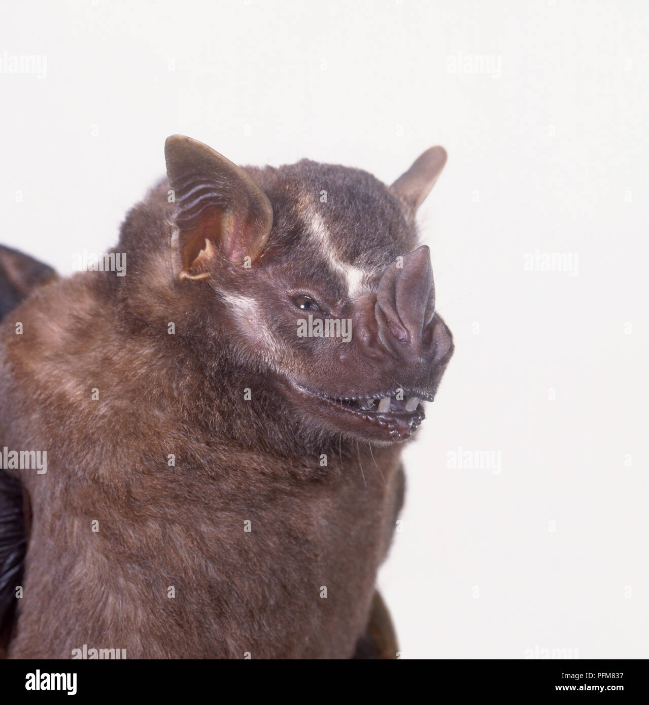 Kopf eines Weißen gesäumten bat (Saccopteryx bilineata), close-up Stockfoto