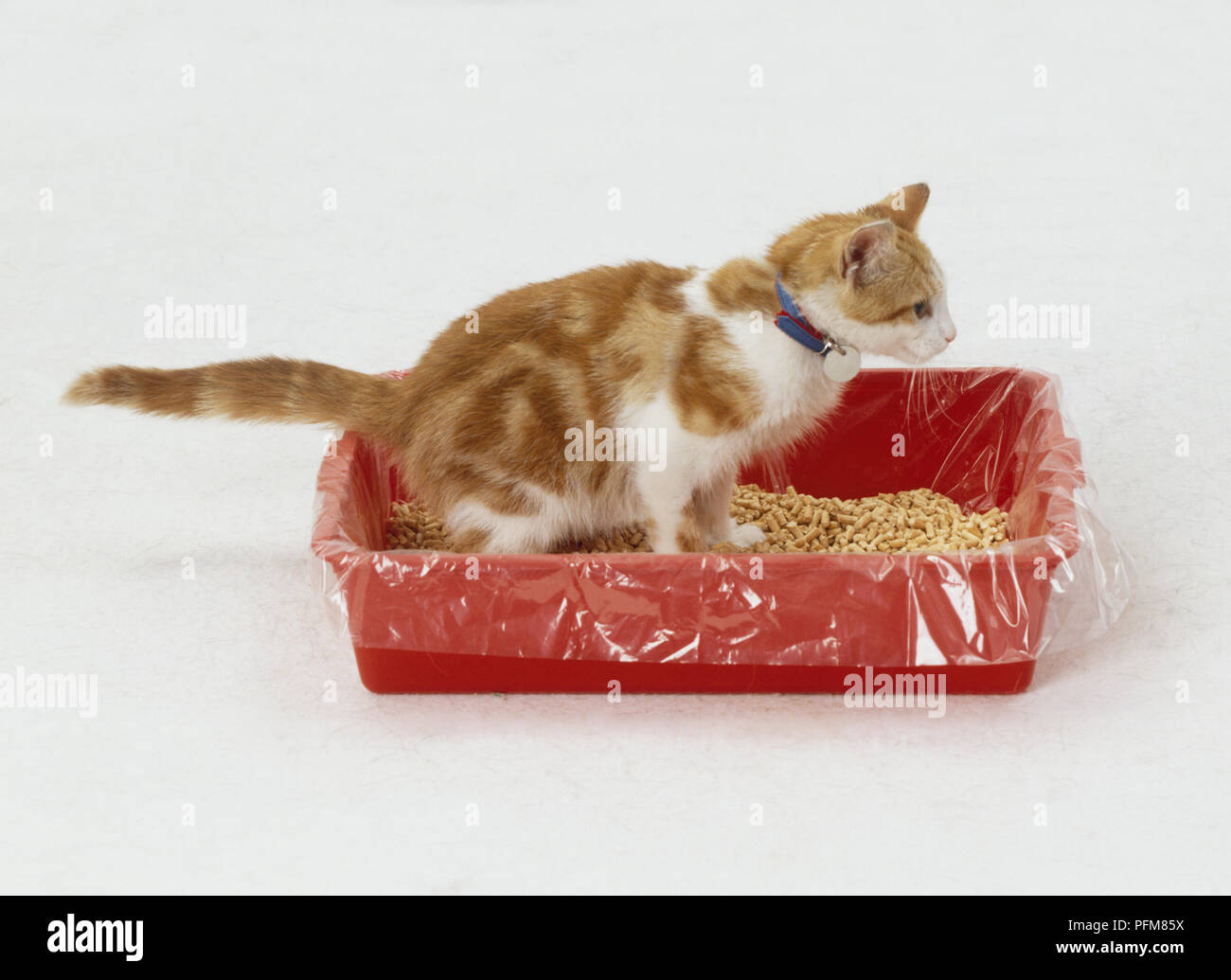 Ginger Tabby Kitten (Felis catus) sitzen in rotem Kunststoff Katzenklo, Seitenansicht Stockfoto
