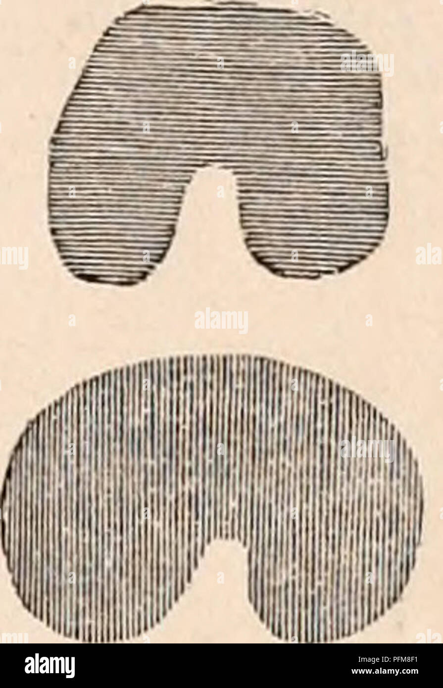 . Die cyclopaedia von Anatomie und Physiologie. Anatomie, Physiologie, Zoologie. Höhe, Fläche in Ft. in. Sup.. 5 6 36 5 10 63 WEIBLICH. Männlich. Teile der Brust an der Basis. Tabelle F. - Durchschnittliche Messungen des Thorax. (Der Mittelwert der Messungen von vierzehn Männer und sechs Frauen, die im Detail in der Med. Chirurg. Trans. 1846. Vol. 29, S. 176.) Männer. Frauen. Alter - ...... 51 Jahre 40 Jahre Höhe--. .- 66. 62 in. Gewicht (ohne Kleidung) ..... HOlbs. 94 Ibs. Gewicht der Herz---.-- - 13 oz. 11 oz. Gewicht der rechten Lunge - 30 "19" Gewicht der linken Lunge - - - - - - - 25 "17" umgangaußenbegrenzungen Stockfoto