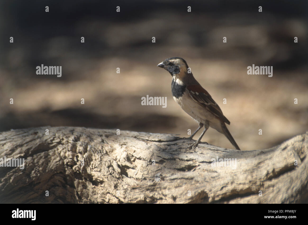Afrika, kontaktfreudig Weaver (Philetairus socius), sitzend auf der Rinde eines Baumes, Seitenansicht Stockfoto