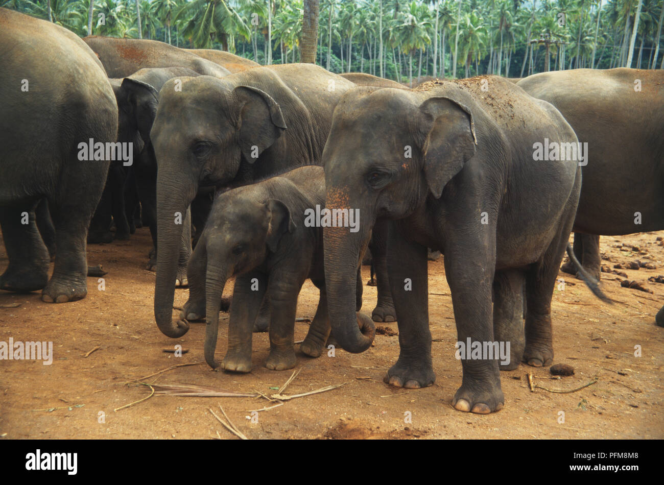 Junge Elefanten in Pinnawela Elefanten Waisenhaus, Kegalla, Sri Lanka. 1998 das Waisenhaus hatte 61 Elefanten, meist Babys gefunden aufgegeben oder im Laufe der Jahre aufgegeben. Sie sind alle mit dem Namen und dem Alter bestimmt. 2. Oktober '98. Stockfoto