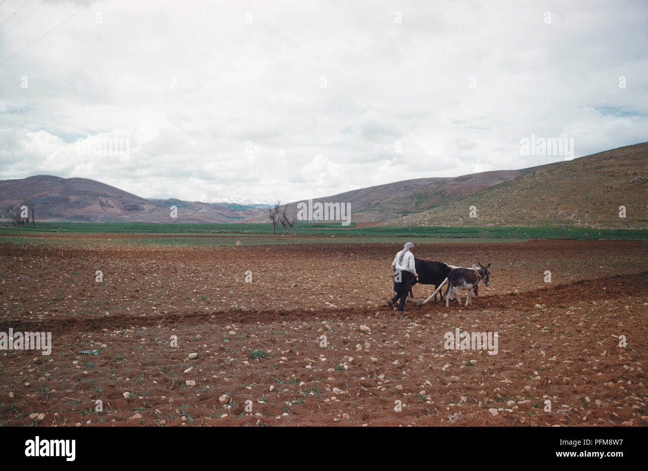 Syrien, Mann pflügen Land mit Ochs und Esel, in der Nähe von Damaskus. Stockfoto