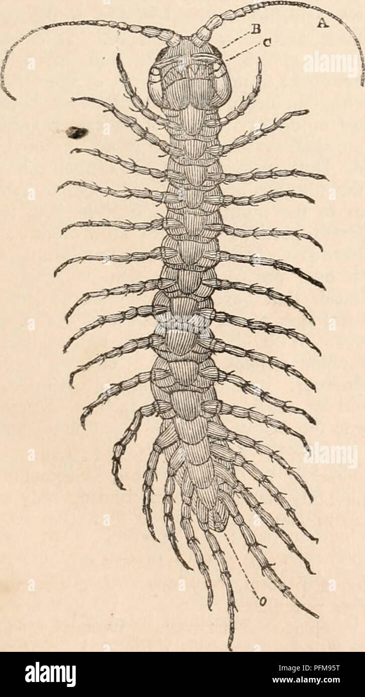 . Die cyclopaedia von Anatomie und Physiologie. Anatomie, Physiologie, Zoologie. Gen.2. SCOLOPENDRA. Augen 4-4. Stetnmatiform. Antennen setaceous, 17 oder 20 gelenkig verbunden. Körper von 23 gedrückt Ringe. Füße 21 Paare, längste behindern, mit dem ersten gemeinsamen spinulose (Abb. 310.) X Abb. - 310. Scutigera livida. Fam. 2. SCOLOPENDRID ^E. Antennen verjüngt, moniliform, moderat. Weniger zahlreich, moderat. Augen zahlreiche in Gruppen, oder wollen. Gen. 1. LITHOBIUS. Segmente des Körpers 17, Imbricate. Augen viele, gesellig. Antennen 20 bis 40 gelenkig verbunden. (Abb. 309, Lithobius Jbrficatus.) Abb. 309.. Lithobius. Gen. 3. CRYPTOPS. Augen Stockfoto