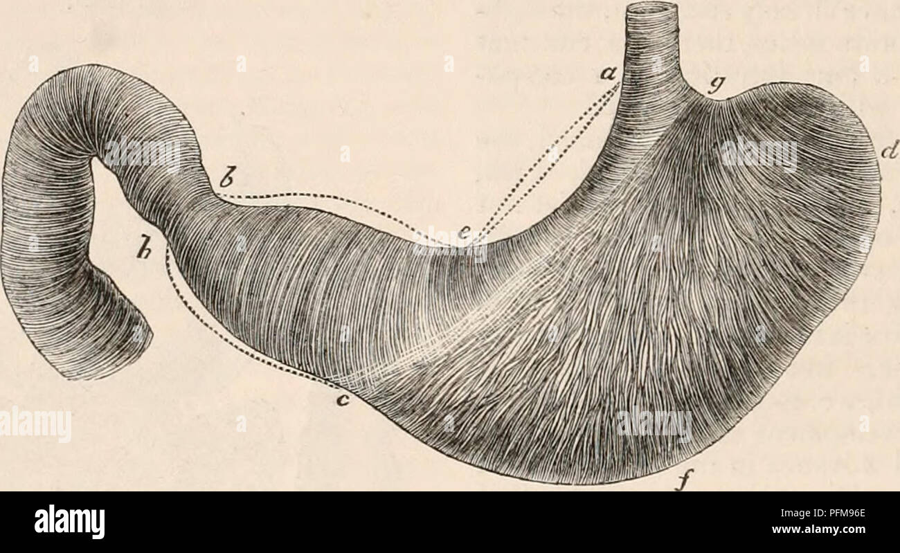 . Die cyclopaedia von Anatomie und Physiologie. Anatomie, Physiologie, Zoologie. 308 Magen und Darm. Der Trunk, in denen sie enthalten sind; und es Grenzen, Genehmigungen, und erleichtert die Bewegungen, die vor allem das Amt des zweiten auszuführen. Das dritte ist das Wichtigste, denn es bildet die komplexe Absondernden und ab-Sorbierenden Oberfläche, auf der die Funktionen der Kanal hauptsächlich abhängen. Zwischen diesen drei Tuniken sind zwei Schichten von areolar Tissue zwischengeschaltet, Enthalten von Gefäßen, Nerven, und LYMPHA-tics für ihre Versorgung. Die verschiedenen Eisen- durch diese Inhaltsstoffe unterzogen Stockfoto