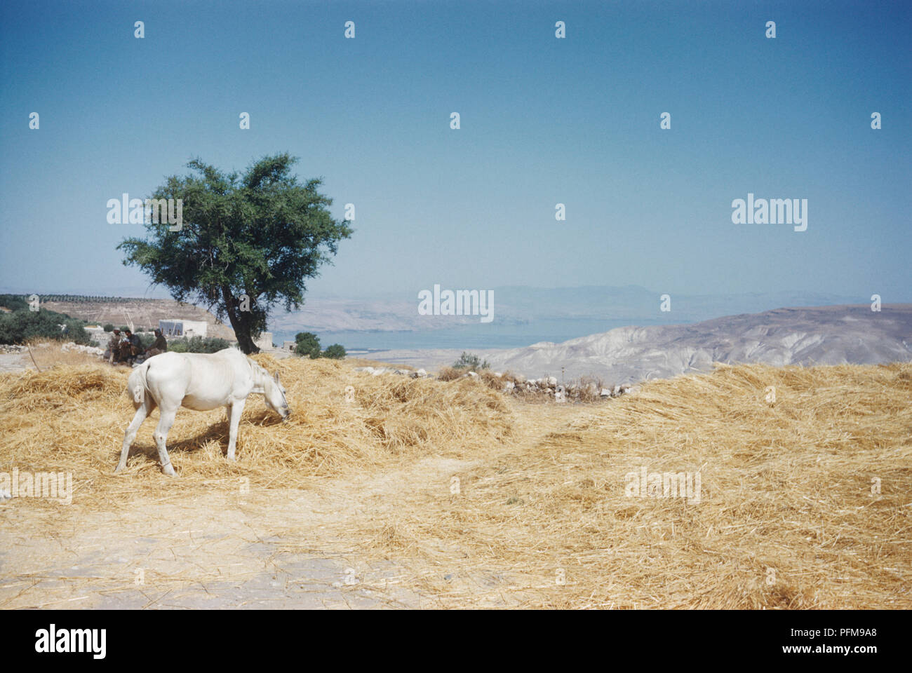 Weißes Pferd Fütterung mit Heu in die Felder mit Blick auf die Berge und den See Genezareth, Jordan. Stockfoto