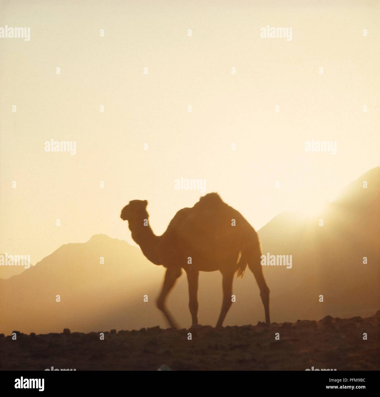 Kamel in der jordanischen Wüste bei einem Sandsturm Stockfoto