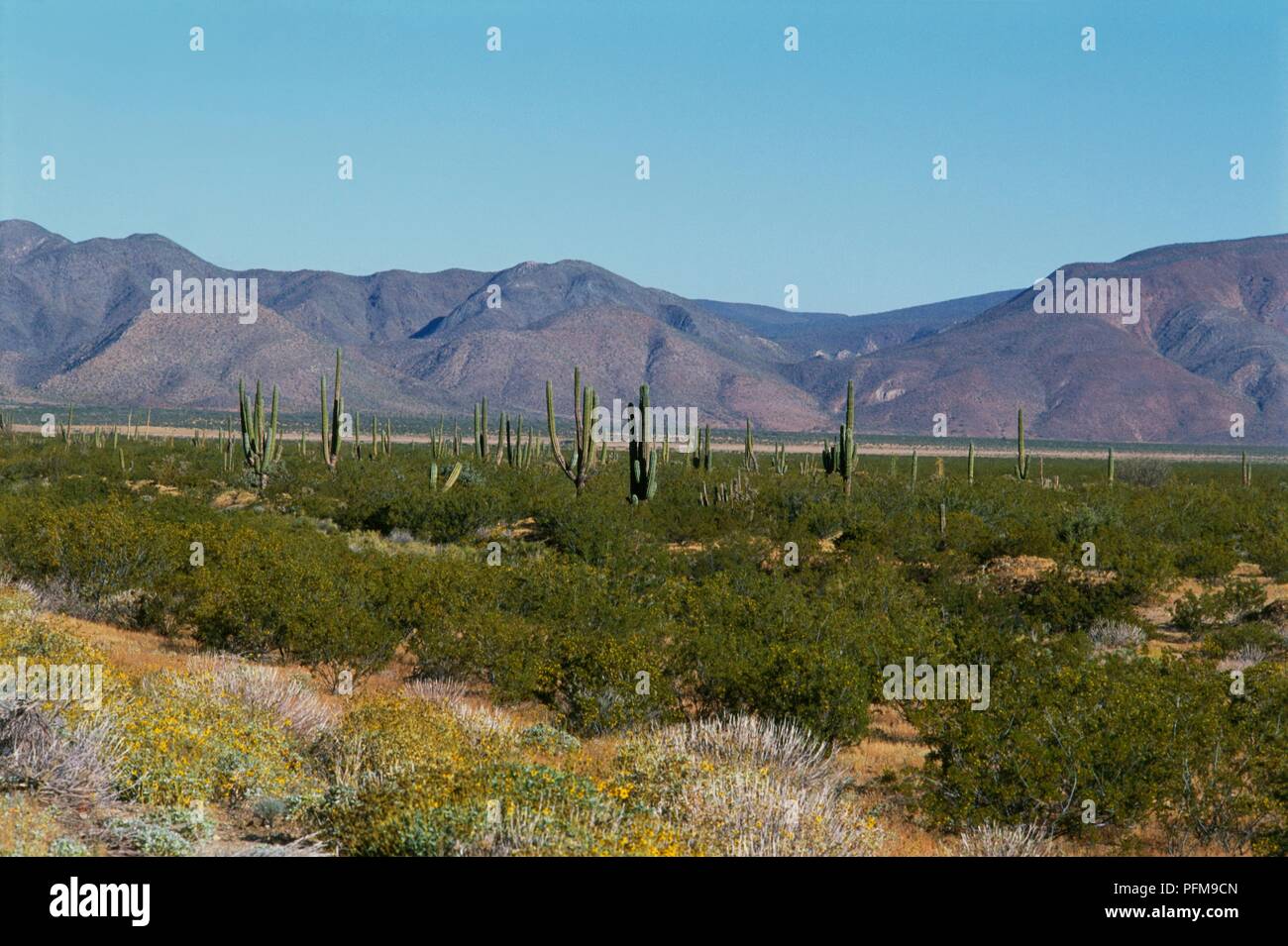 Mexiko, Transpeninsular zwischen semi-aride Wüsten und Gebirge Stockfoto