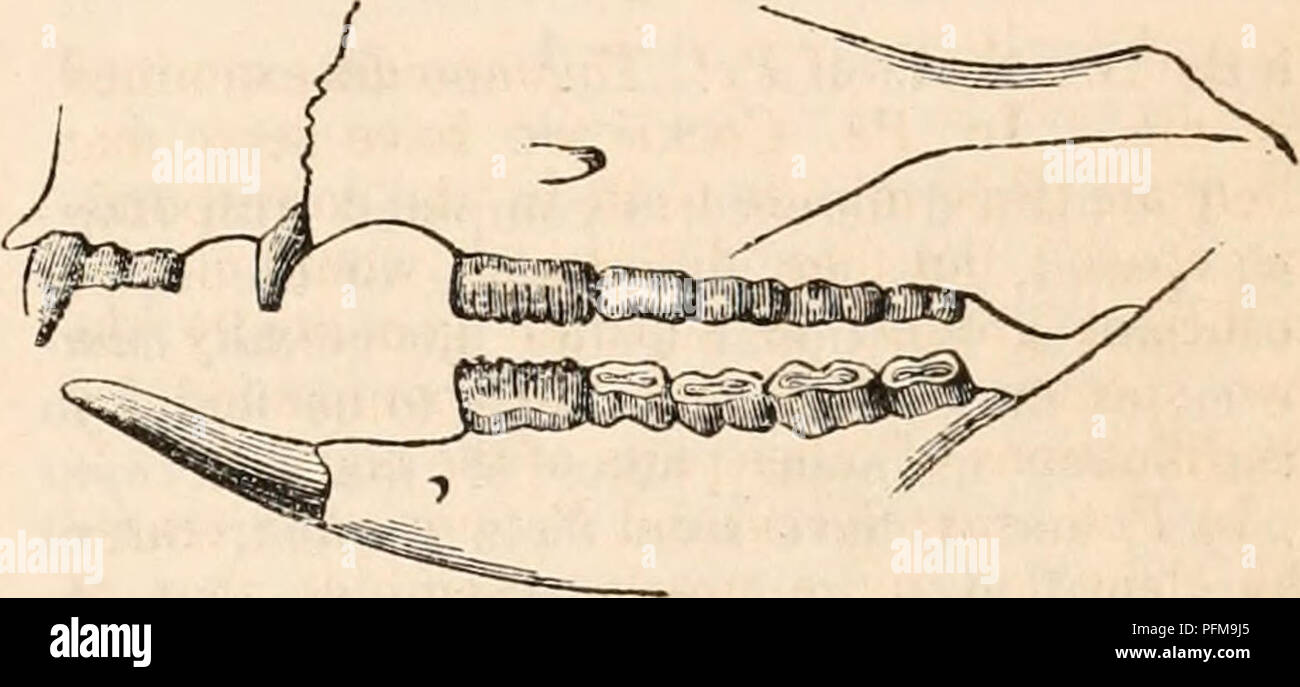 Diese Referenzarbeit zu Anatomie und Physiologie umfasst detaillierte Beschreibungen der physiologischen Strukturen und Funktionen verschiedener Tiere, mit besonderem Schwerpunkt auf der Zahn- und Kieferstruktur von Beuteltieren. Stockfoto