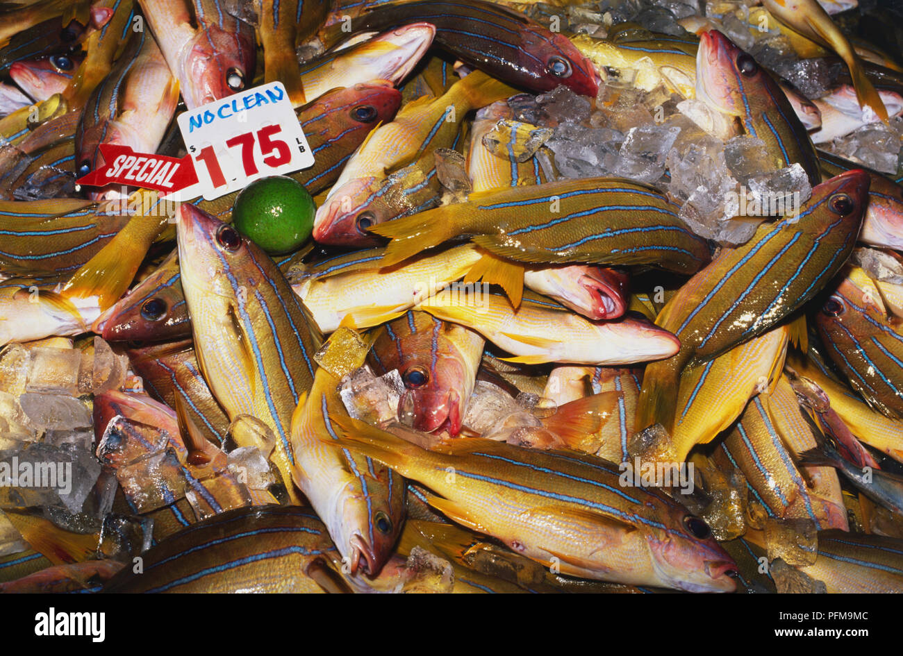 USA, Hawaii, Fang an den Meistbietenden am Suisan Fish Auktion verkauft Stockfoto