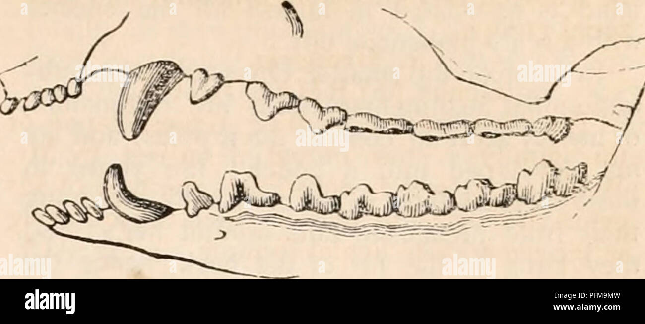 . Die cyclopaedia von Anatomie und Physiologie. Anatomie, Physiologie, Zoologie. MARSUPIALIA. 261 der vorangegangenen Bandicoots die Fangzähne sind lang und gut entwickelt, aber die wahre Molaren haben die Schleiffläche abgenutzt, flach in die ausgewachsenen Exemplare, die ich die Möglichkeit der Prüfung gehabt haben. Die beuteltier Tasche in der Bandicoots, zumindest in die ausgewachsenen Weibchen Pro.. obesula nasuta, Pro und Pro. Lagotis, hat seine Öffnung nach unten gerichtet oder in Richtung der Kloake, Con-trariwise zu seiner ordentlichen Disposition in der beuteltiere: diese Richtung der Tasche Evi - dank der bezieht sich auf die procum Stockfoto