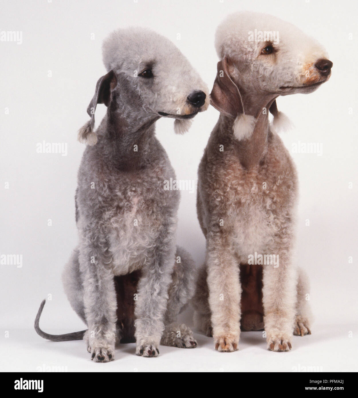 Zwei Bedlington Terrier (Canis familiaris) mit abgeschnittenen Mäntel, Ohren mit Fransen von Ausgerastet, weiß seidige Haare, Kopf nach rechts, vorne sehen. Stockfoto