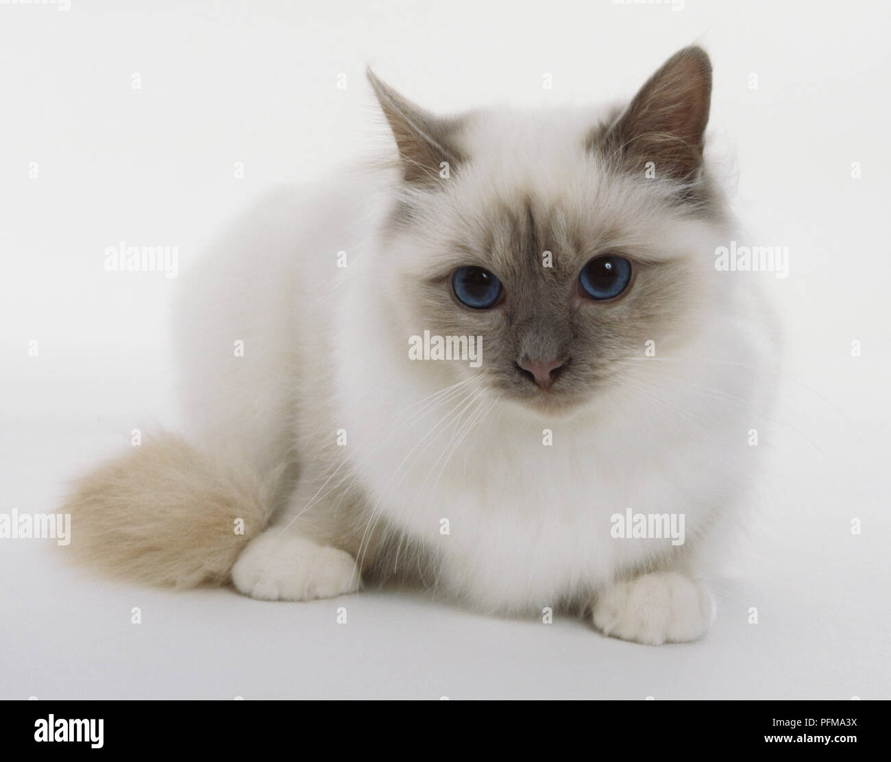 Geduckt, blue eyed Lilac Point Birma Katze (Felis silvestris catus), Ansicht von vorne. Stockfoto