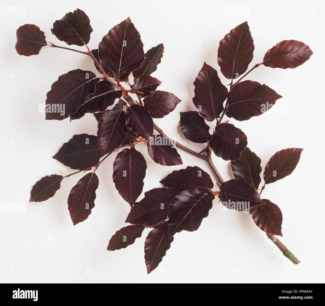 Glänzende Lila Blätter von Fagus sylvatica f. purpurea (Lila Buche) Stockfoto