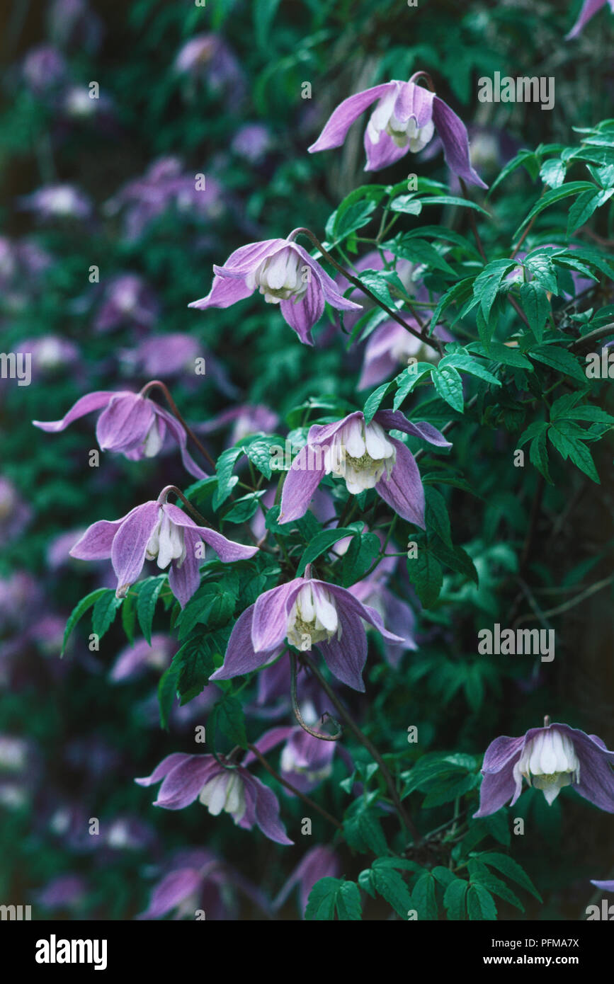 Clematis 'Frances Rivis', lila Blüten Stockfoto