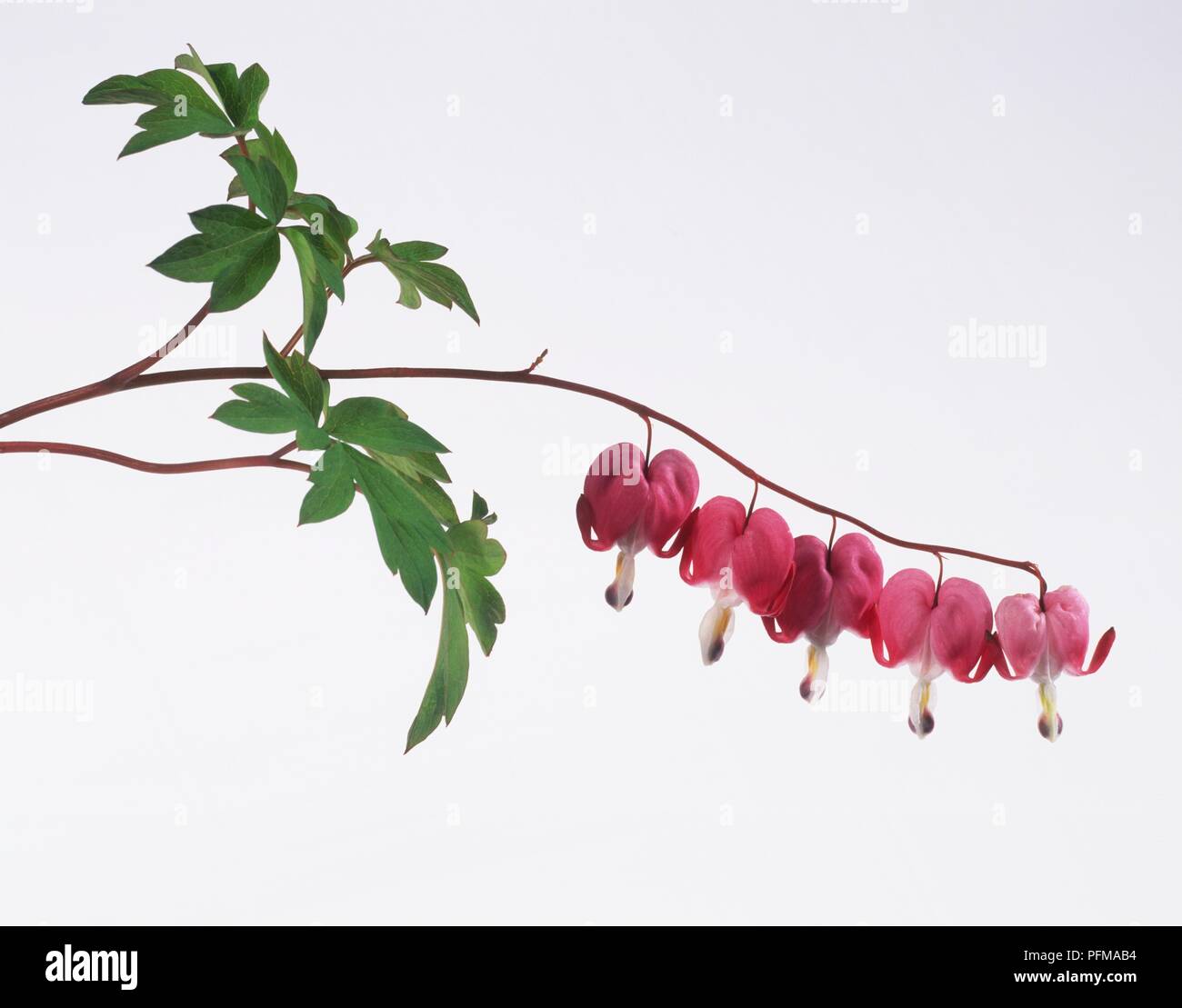 Campanula pyramidalis californica, Cluster von Pink blutende Herz Blumen, Seitenansicht Stockfoto