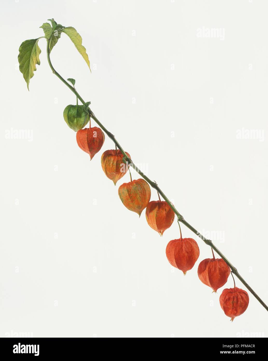 Physalis alkekengi, Laterne - wie Winter Cherry seed-Fällen hängen von Halm, Seitenansicht Stockfoto
