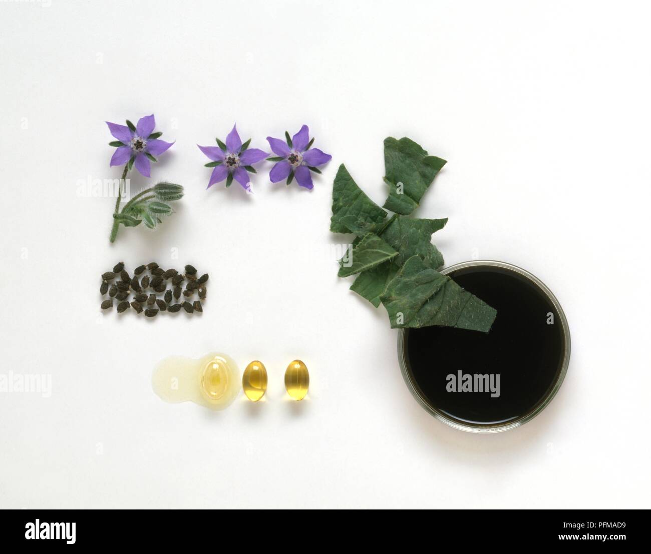 Borago officinalis (boretsch), Teile der Anlage in Kräuter- und alternative Medizin verwendet Stockfoto