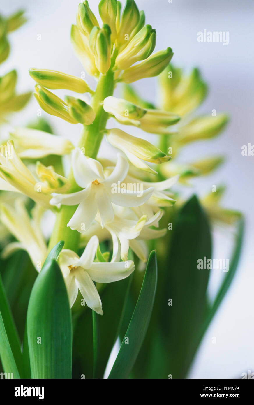 Nahaufnahme der Weiße Hyazinthen Blumen. Stockfoto