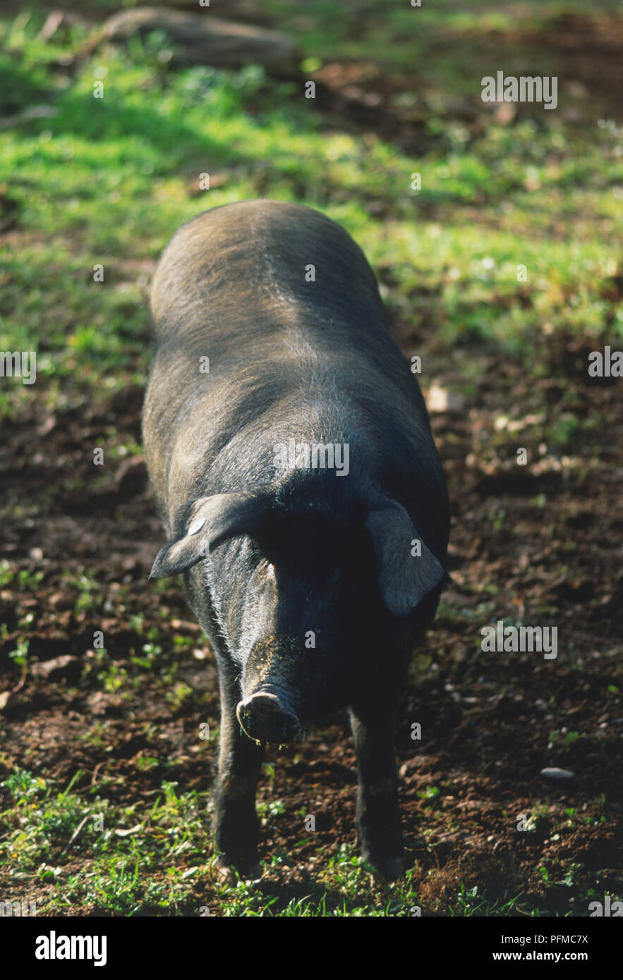 Schwarz Hausschwein (Sus scrofa domestica) stehen im Bereich der organischen Farm, hohe Betrachtungswinkel Stockfoto