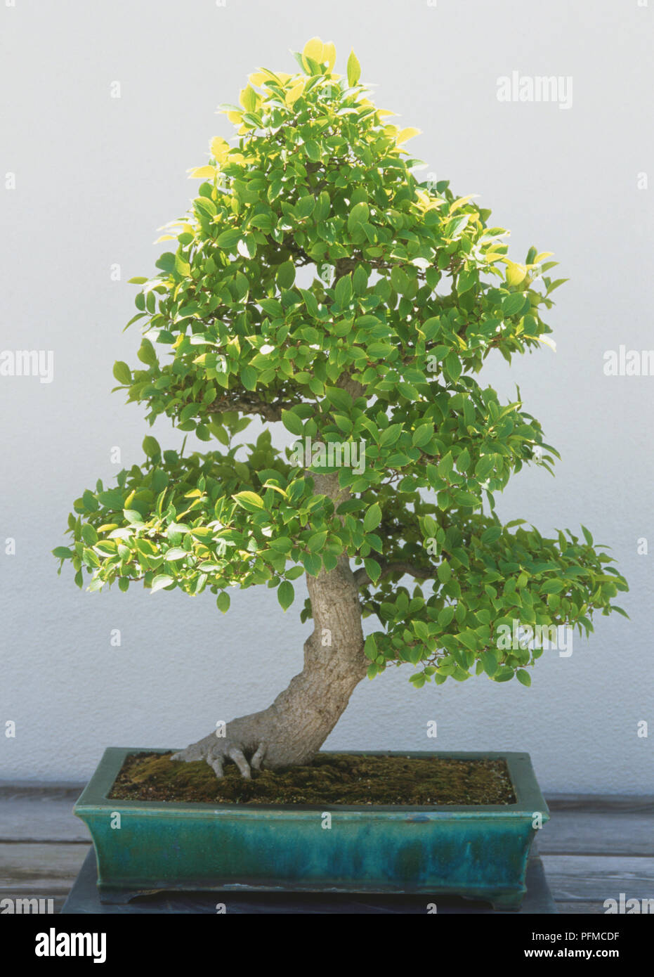 Wachsende bonsai bume -Fotos und -Bildmaterial in hoher Auflsung  Alamy