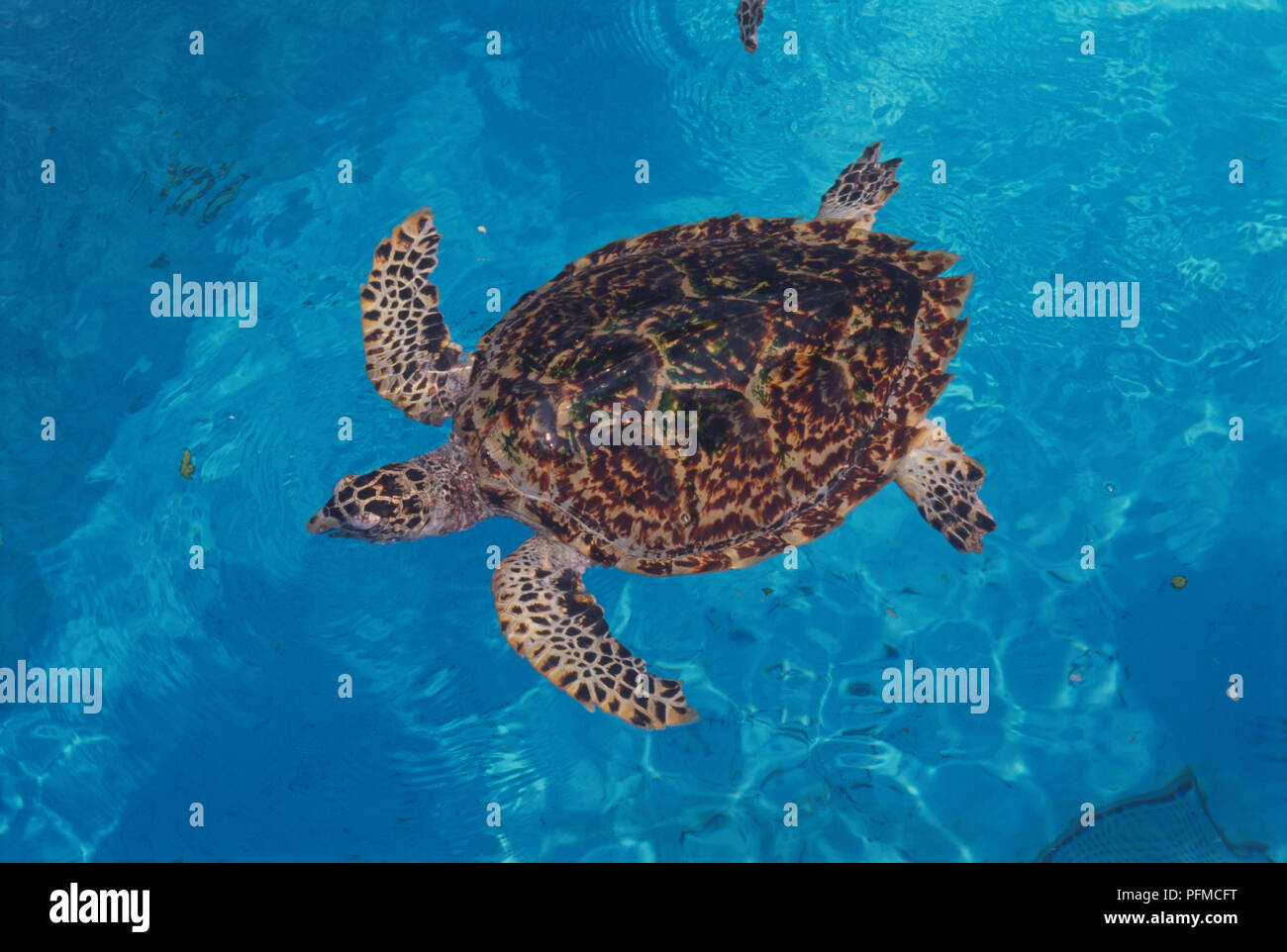 Japan, Okinawa, Memorial Park, Sea Turtle (Chelonioidea) Schwimmen in einem klaren blauen Pool, Blick von oben. Stockfoto