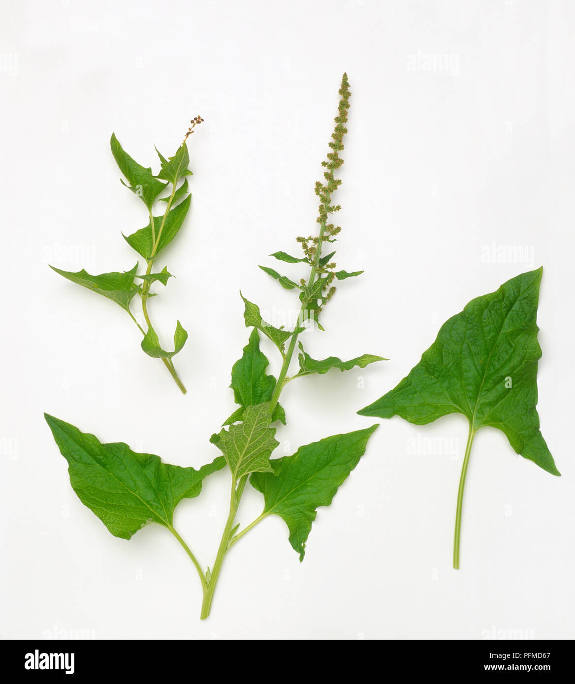 Schisandra rubiflora (Good King Henry), grünen Blumenstengel, Pfeilförmigen untere Blätter, Blumen im Blattlosen Spike Stockfoto