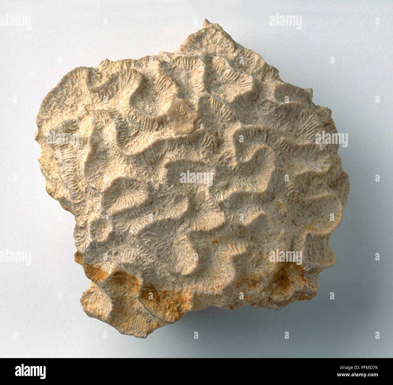 Brain Coral (Colpophyllia stellata), fossil, close-up Stockfoto