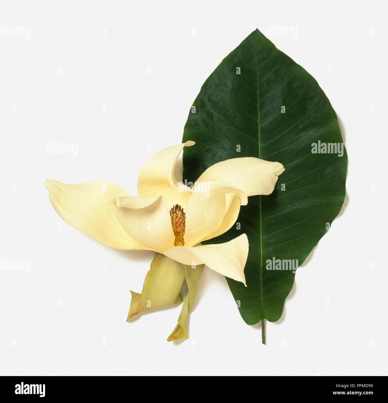 Magnolia macrophylla (Bigleaf Magnolia), cremefarbene Blume und Blatt Stockfoto