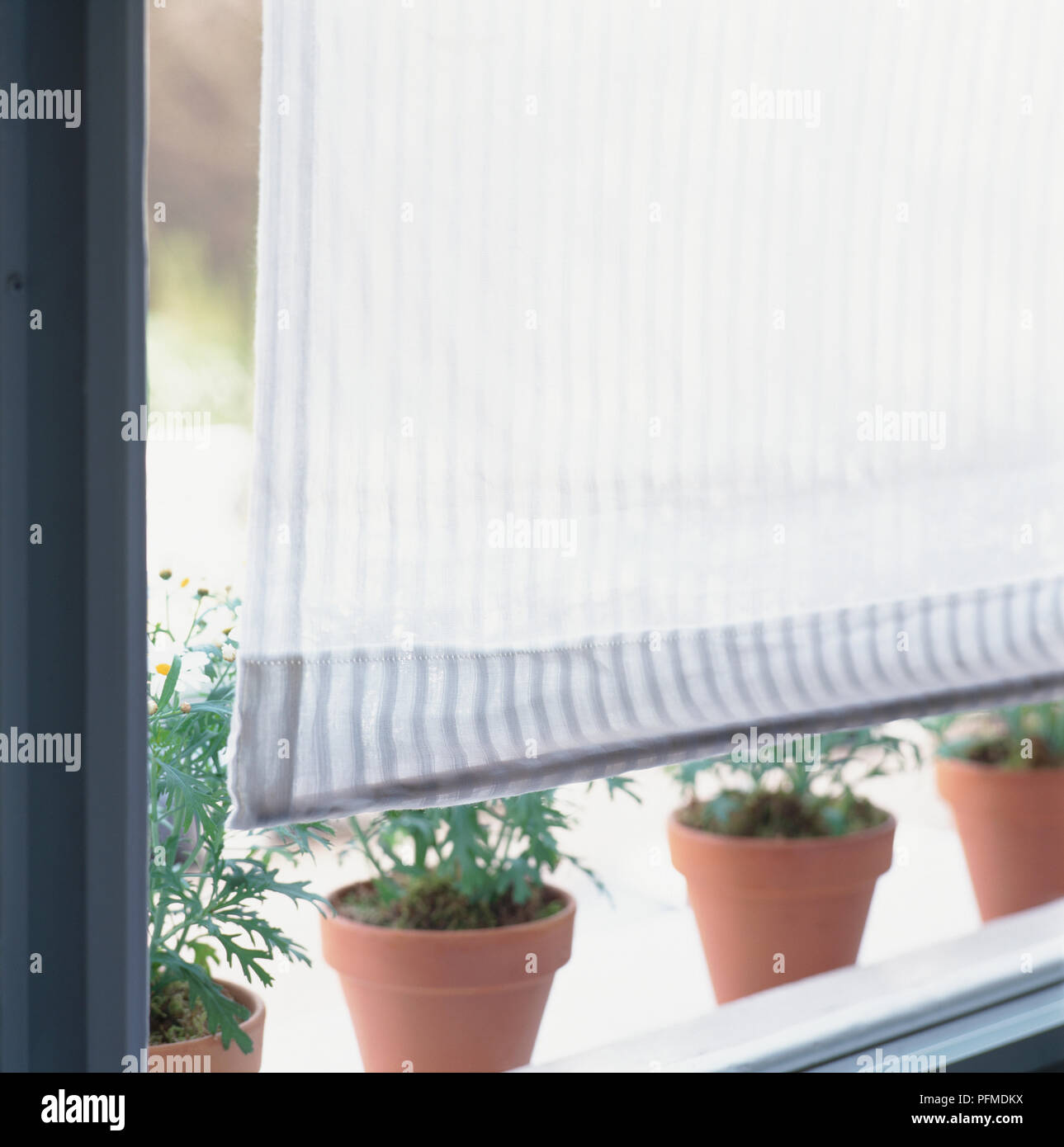 Weiß blind für Fenster, gestreifte Muster am Saum gesehen, drei Topfpflanzen auf der Fensterbank unten. Stockfoto