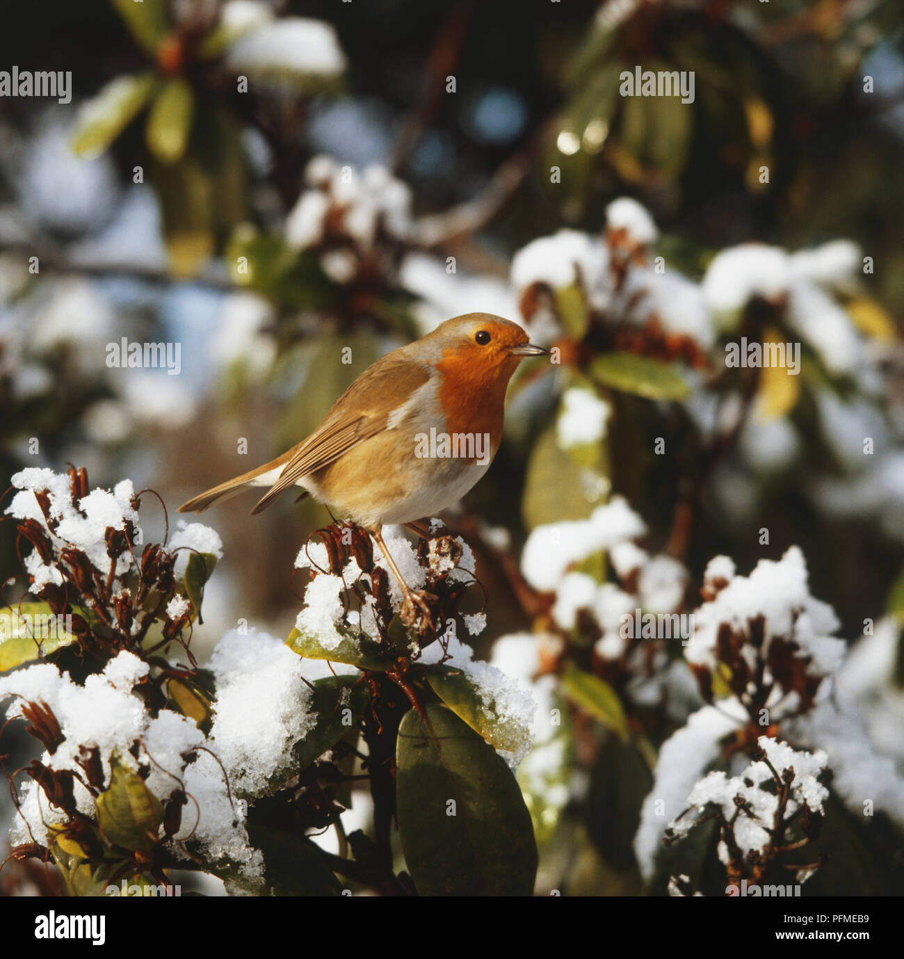 Robin hocken auf schneebedeckten Zweig. Stockfoto