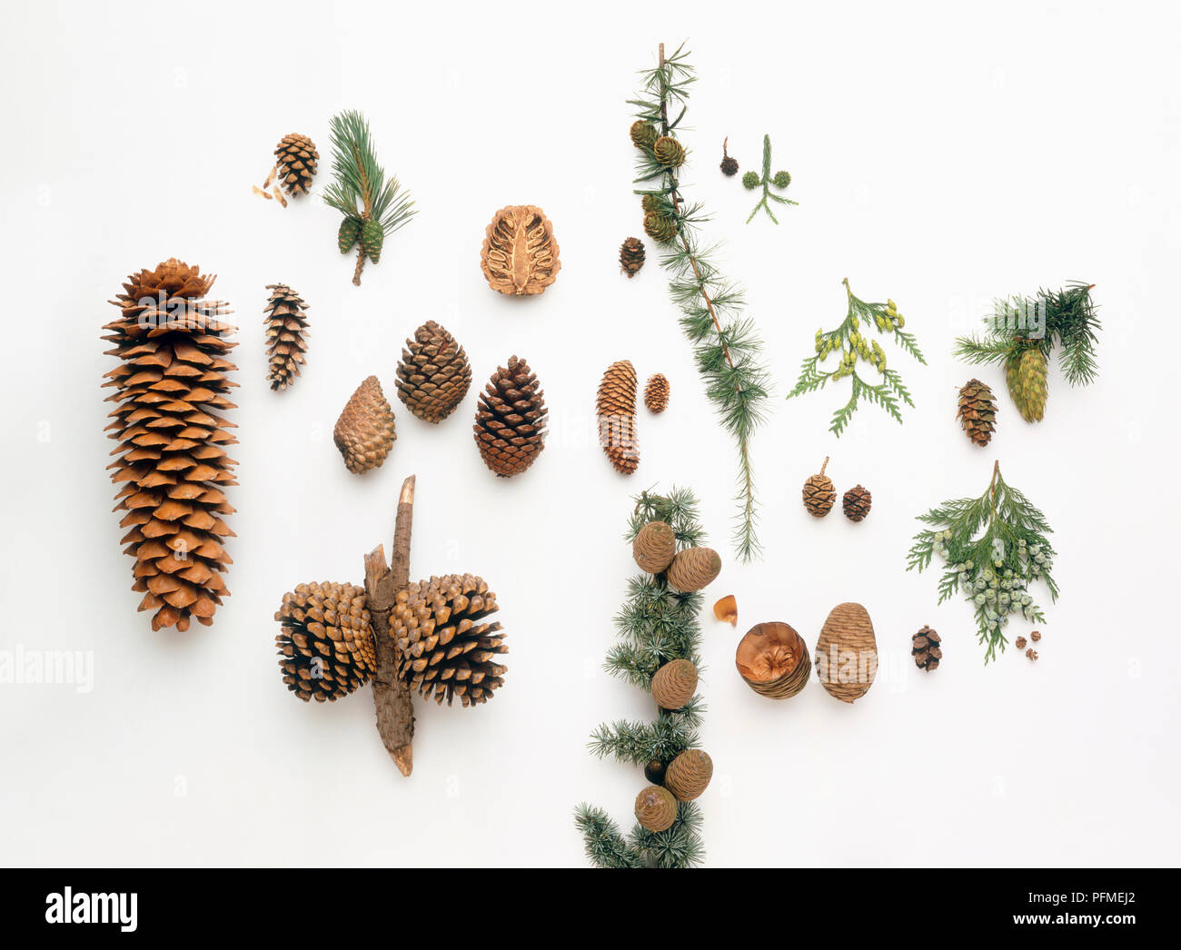 Verschiedene große und kleine Fichte, Zeder, Sequoia, Zypresse, Nadelbaum, Tanne und Kiefer Kegel und Nadeln Stockfoto