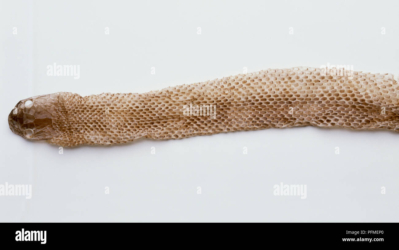 Die Haut eines Erwachsenen Ratte Schlange (Elaphe sp.), Ansicht von oben Stockfoto
