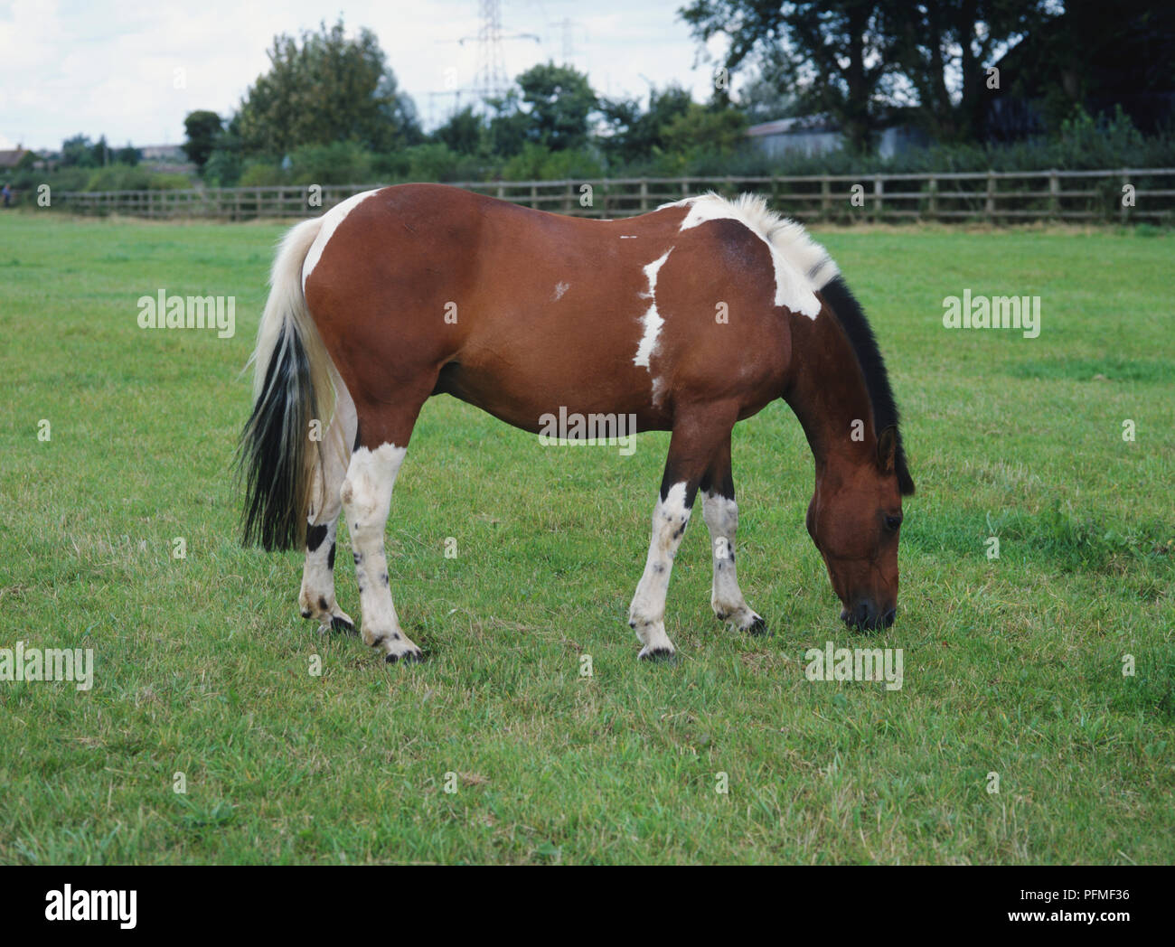 Braune und weiße Pony (Equus caballus) essen Gras, Seitenansicht Stockfoto