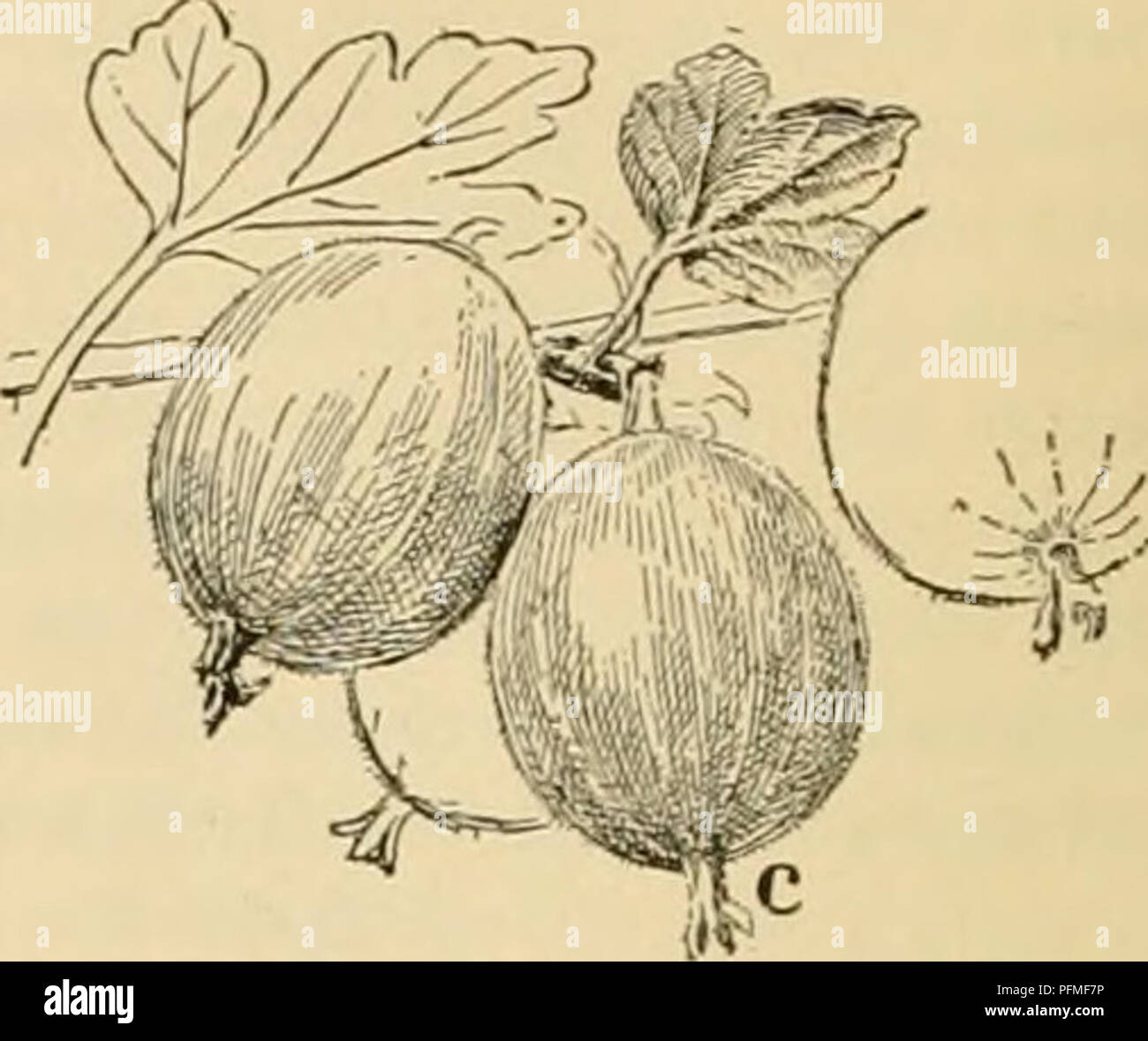 Die Zyklopädie landwirtschaftlicher Nutzpflanzen bietet eine gründliche Analyse der Pflanzenphysiologie und hebt Pflanzenstrukturen wie Gefäßbündel und Pflanzenreproduktion hervor. Stockfoto