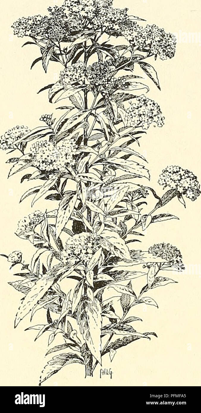 . Cyclopedia der amerikanischen Gartenbau, bestehend aus Anregungen für den Anbau von Gartenpflanzen, Beschreibungen der Arten von Obst, Gemüse, Blumen und Zierpflanzen in den Vereinigten Staaten und in Kanada verkauft, zusammen mit geographischen und Biographische Skizzen. Im Garten arbeiten. .704 SPIR^A SPIR^A 31. albiildra, Miq. {S. Japdiiica dlha, Kegel. S. Leu-cdiitha, Lange). Abb. 2367. Niedrige slirub, M m hoch, mit steifen, aufrechten Ästen: Ivs. Lanzettlichen, grob oder manchmal doppelt gesägt, kahl, 1-2 in. lang: tls. Weiß, in Dichten corymbs, einem großen Terminal und viele kleinere unten Stockfoto . Cyclopedia der amerikanischen Gartenbau, bestehend aus Anregungen für den Anbau von Gartenpflanzen, Beschreibungen der Arten von Obst, Gemüse, Blumen und Zierpflanzen in den Vereinigten Staaten und in Kanada verkauft, zusammen mit geographischen und Biographische Skizzen. Im Garten arbeiten. .704 SPIR^A SPIR^A 31. albiildra, Miq. {S. Japdiiica dlha, Kegel. S. Leu-cdiitha, Lange). Abb. 2367. Niedrige slirub, M m hoch, mit steifen, aufrechten Ästen: Ivs. Lanzettlichen, grob oder manchmal doppelt gesägt, kahl, 1-2 in. lang: tls. Weiß, in Dichten corymbs, einem großen Terminal und viele kleinere unten Stockfoto