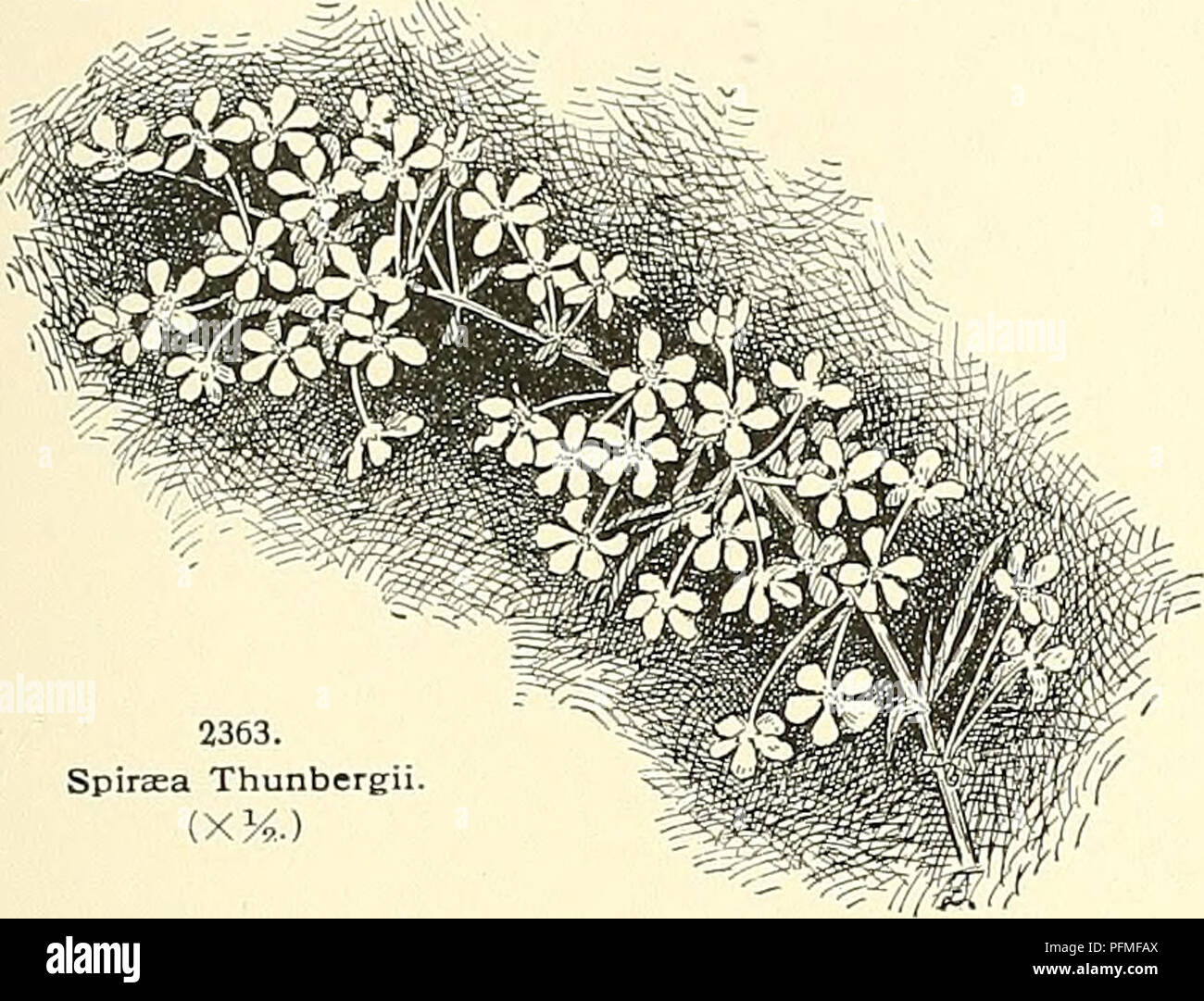 . Cyclopedia der amerikanischen Gartenbau, bestehend aus Anregungen für den Anbau von Gartenpflanzen, Beschreibungen der Arten von Obst, Gemüse, Blumen und Zierpflanzen in den Vereinigten Staaten und in Kanada verkauft, zusammen mit geographischen und Biographische Skizzen. Im Garten arbeiten. SPIR^A SPIRiEA 1701 Ruderer, oblanceolate; fls. Kleinere, gelblich weiß; Päd.-cels Kahl; Petalen verkehrt eiförmig, kürzer als Staubgefäße: Blumen etwas früher, aber weniger auffällig. Var. flabel-l& ta, Zabel {S. fhihelhUa, Bertol. S, hypericifdliu crendta, Boiss., div. &Amp; Buhse). Lvs. verkehrt eiförmig, verkehrt eiförmig-lan-ceola Stockfoto . Cyclopedia der amerikanischen Gartenbau, bestehend aus Anregungen für den Anbau von Gartenpflanzen, Beschreibungen der Arten von Obst, Gemüse, Blumen und Zierpflanzen in den Vereinigten Staaten und in Kanada verkauft, zusammen mit geographischen und Biographische Skizzen. Im Garten arbeiten. SPIR^A SPIRiEA 1701 Ruderer, oblanceolate; fls. Kleinere, gelblich weiß; Päd.-cels Kahl; Petalen verkehrt eiförmig, kürzer als Staubgefäße: Blumen etwas früher, aber weniger auffällig. Var. flabel-l& ta, Zabel {S. fhihelhUa, Bertol. S, hypericifdliu crendta, Boiss., div. &Amp; Buhse). Lvs. verkehrt eiförmig, verkehrt eiförmig-lan-ceola Stockfoto