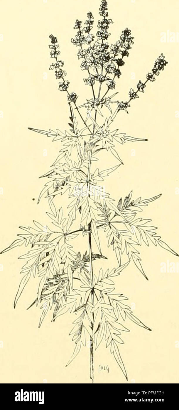 . Cyclopedia der amerikanischen Gartenbau, bestehend aus Anregungen für den Anbau von Gartenpflanzen, Beschreibungen der Arten von Obst, Gemüse, Blumen und Zierpflanzen in den Vereinigten Staaten und in Kanada verkauft, zusammen mit geographischen und Biographische Skizzen, und eine Übersicht über das Pflanzenreich. Gartenarbeit - - Wörterbücher; Pflanzen-- Nordamerika Enzyklopädien. 1948 VITEX VITIS pinnatifid, gräulich tomentulose Darunter, in der Mitte 2-3 cm lang, die Kleinsten oft ganze: Fls. Kleinere, kaum)^lang, in schlanker und lockerer terminal Rispen; Staubblätter kürzer Stockfoto . Cyclopedia der amerikanischen Gartenbau, bestehend aus Anregungen für den Anbau von Gartenpflanzen, Beschreibungen der Arten von Obst, Gemüse, Blumen und Zierpflanzen in den Vereinigten Staaten und in Kanada verkauft, zusammen mit geographischen und Biographische Skizzen, und eine Übersicht über das Pflanzenreich. Gartenarbeit - - Wörterbücher; Pflanzen-- Nordamerika Enzyklopädien. 1948 VITEX VITIS pinnatifid, gräulich tomentulose Darunter, in der Mitte 2-3 cm lang, die Kleinsten oft ganze: Fls. Kleinere, kaum)^lang, in schlanker und lockerer terminal Rispen; Staubblätter kürzer Stockfoto