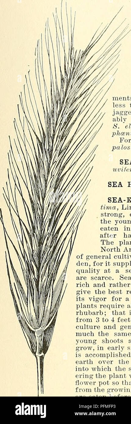 . Cyclopedia der amerikanischen Gartenbau, bestehend aus Anregungen für den Anbau von Gartenpflanzen, Beschreibungen der Arten von Obst, Gemüse, Blumen und Zierpflanzen in den Vereinigten Staaten und in Kanada verkauft, zusammen mit geographischen und Biographische Skizzen. Im Garten arbeiten. SEAF SEAPORTHIA 6 ETHIA (Francis Herr Seaforth). Palm& Cem. SeafoHhia fU'tjans ist ein Name vertraut zu jeder Gärtner wer hat Raum in seinem Wintergarten für große Muster Palmen. Vor zwanzig Jahren diese Palme wurde in größerem Umfang in den kleineren Größen gewachsen und für eine größere Vielfalt von Zwecken, bnt Es supersed wurde Stockfoto . Cyclopedia der amerikanischen Gartenbau, bestehend aus Anregungen für den Anbau von Gartenpflanzen, Beschreibungen der Arten von Obst, Gemüse, Blumen und Zierpflanzen in den Vereinigten Staaten und in Kanada verkauft, zusammen mit geographischen und Biographische Skizzen. Im Garten arbeiten. SEAF SEAPORTHIA 6 ETHIA (Francis Herr Seaforth). Palm& Cem. SeafoHhia fU'tjans ist ein Name vertraut zu jeder Gärtner wer hat Raum in seinem Wintergarten für große Muster Palmen. Vor zwanzig Jahren diese Palme wurde in größerem Umfang in den kleineren Größen gewachsen und für eine größere Vielfalt von Zwecken, bnt Es supersed wurde Stockfoto