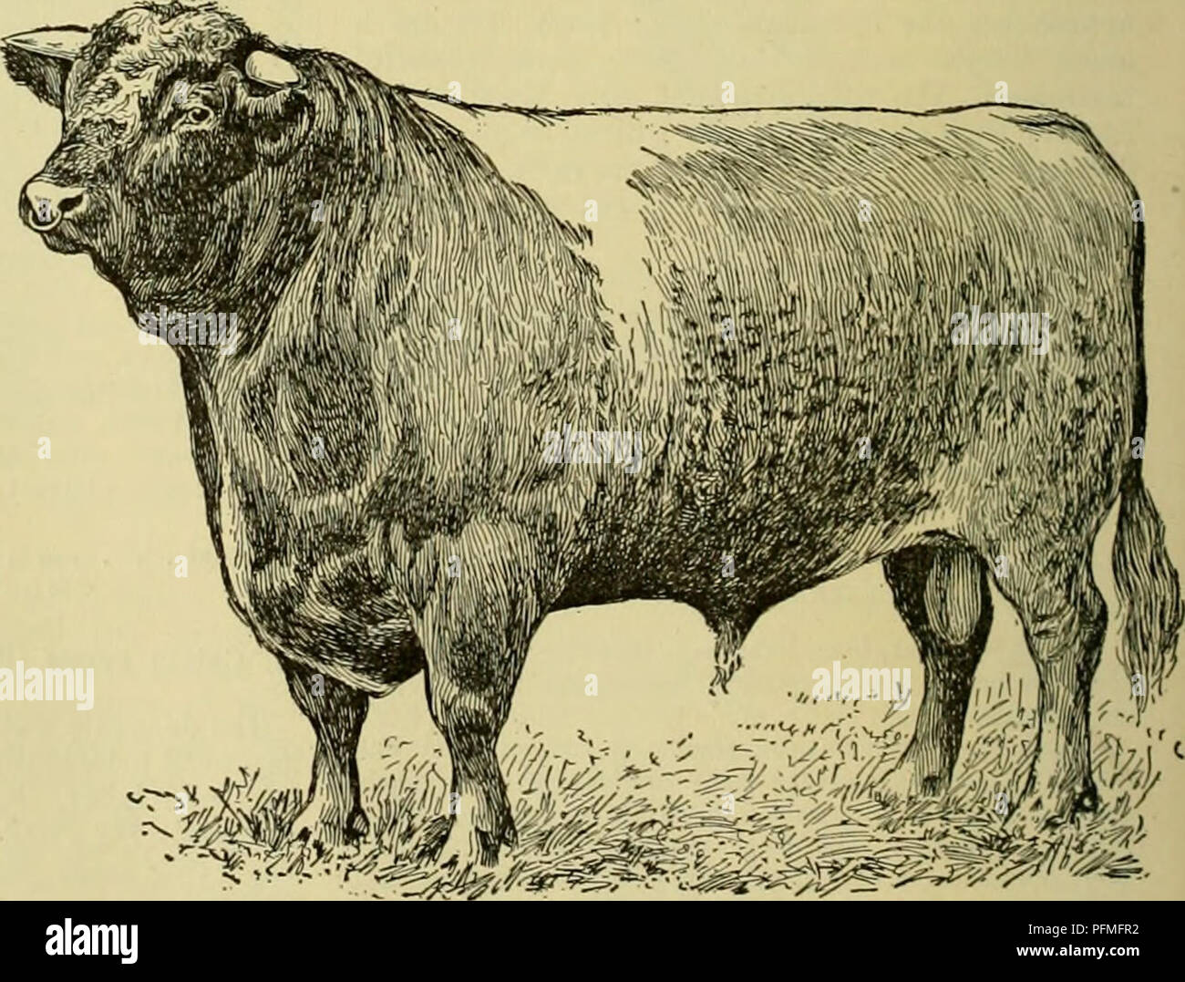 . Cyclopedia von Nutztieren. Heimische Tiere und Waren tierischen Ursprungs. Abb. 45. Teile der Kuh. 1, Schnauze; 2, 19; 3, Stirn; 4. die Kehle; 5. Hals: 6, Wamme; 7, Schulter: 8 wethers; 9, zurück; 9 i, Kulturen; 10, chine; 11, Rippen; 12, Fore Rippen; 12 ich, Fore; 12,12; 13 ich, Brust, Bauch; 14, Hank; 15. Lende; 16, Hüfte; 17, kruppe: 18. Einstellung des Schwanz; 19, thurl oder Pin Knochen; 20. Quartal; 21, Oberschenkel; 22, Hock, 23, Switch; 24, Bein; 25, ersticken; 26, Euter; 27, Sauger; 28. Unterarm; 29, Knie; 30, Schaft, 31, Huf. tief und voll in jedem Teil. Ein gut gewölbt Rippe geben einen breiten Rücken mit großen Herzen - sattelgurt gibt erhöhen Stockfoto