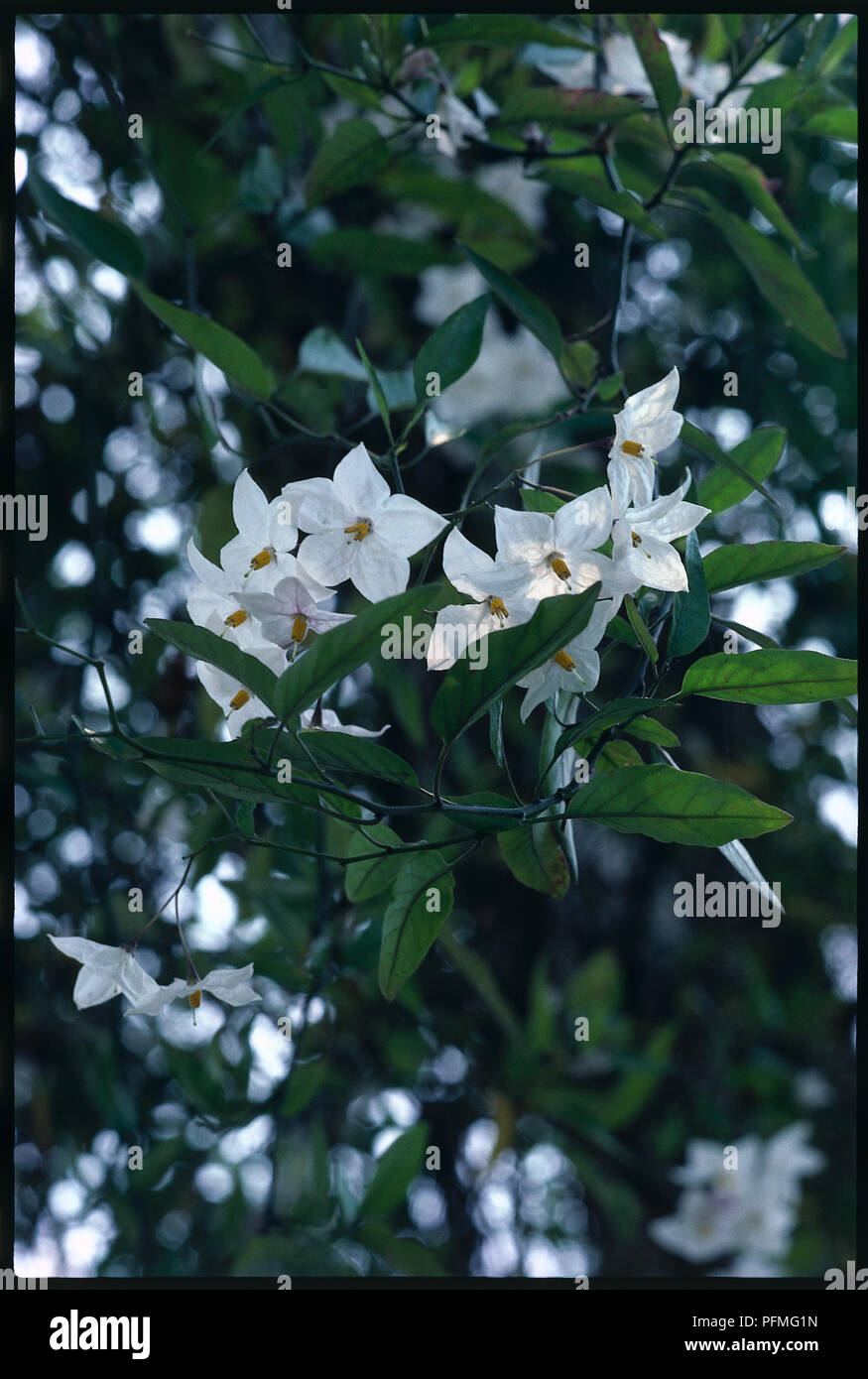 Weiße Blüten und Blätter von Solanum jasminoides 'Album', Kartoffel, Rebe Stockfoto