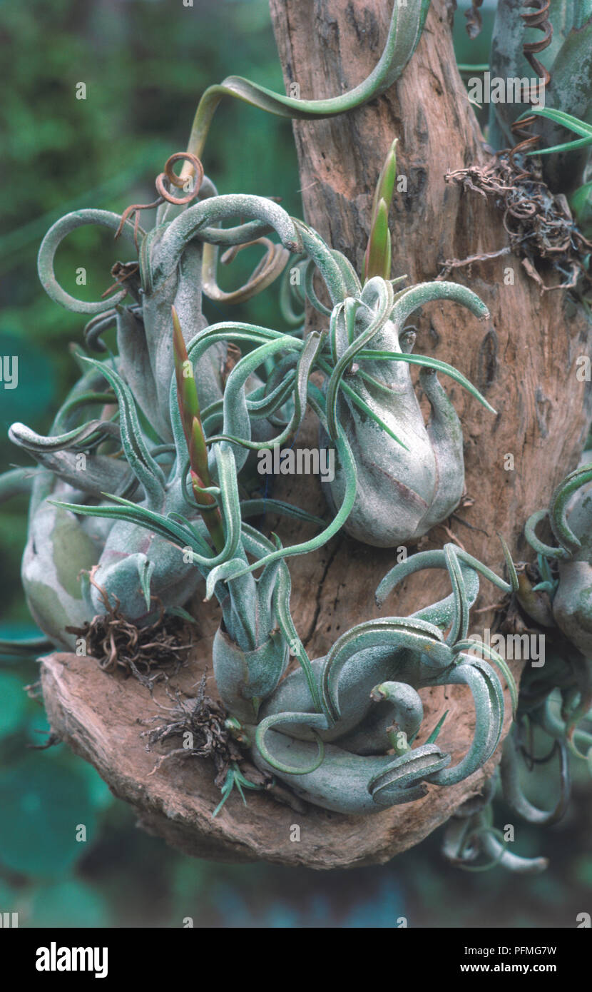 Gebogene Blätter von Tillandsia caput-medusae (Kopf der Medusa), close-up Stockfoto