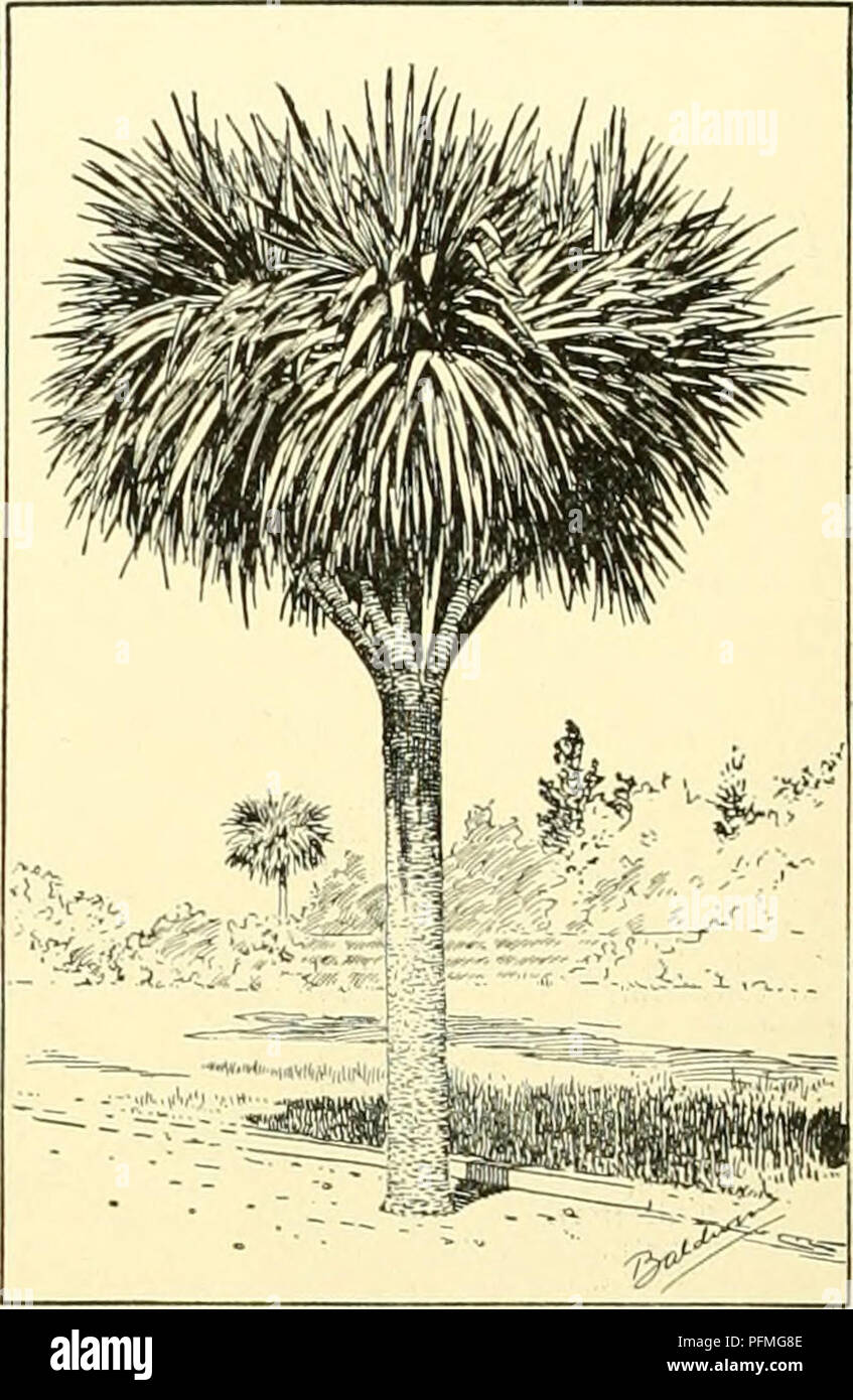 . Cyclopedia der amerikanischen Gartenbau, bestehend aus Anregungen für den Anbau von Gartenpflanzen, Beschreibungen der Arten von Obst, Gemüse, Blumen und Zierpflanzen in den Vereinigten Staaten und in Kanada verkauft, zusammen mit geographischen und Biographische Skizzen, und eine Übersicht über das Pflanzenreich. Gartenarbeit - - Wörterbücher; Pflanzen-- Nordamerika Enzyklopädien. 6. Bäume für Straßen, Alleen und Straßenrändern. - Die Anzahl der Baumarten für die Bepflanzung geeignet ist, durch die zwangsläufig schwere Einschränkungen begrenzt, da die Höhe, verbreiten, Abwasser - eindringen und Bürgersteig - Anheben, im Stockfoto