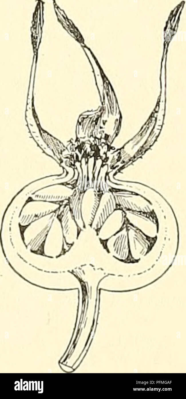 . Cyclopedia der amerikanischen Gartenbau, bestehend aus Anregungen für den Anbau von Gartenpflanzen, Beschreibungen der Arten von Obst, Gemüse, Blumen und Zierpflanzen in den Vereinigten Staaten und in Kanada verkauft, zusammen mit geographischen und Biographische Skizzen. Im Garten arbeiten. 1548 rosa rosa Rosen, "mit 160 farbigen Platten (1817-1820). Es wird zitiert, wie unten rot. Ros. Als die erste Auflage in Folio in nur sehr wenigen Bibliotheken gefunden wird, wird die kleinere Ausgabe wird in Klammern durch Volumen, Gruppen und die Reihenfolge der Platten zitiert, weder Seiten noch Platten contimiously nummeriert werden Stockfoto . Cyclopedia der amerikanischen Gartenbau, bestehend aus Anregungen für den Anbau von Gartenpflanzen, Beschreibungen der Arten von Obst, Gemüse, Blumen und Zierpflanzen in den Vereinigten Staaten und in Kanada verkauft, zusammen mit geographischen und Biographische Skizzen. Im Garten arbeiten. 1548 rosa rosa Rosen, "mit 160 farbigen Platten (1817-1820). Es wird zitiert, wie unten rot. Ros. Als die erste Auflage in Folio in nur sehr wenigen Bibliotheken gefunden wird, wird die kleinere Ausgabe wird in Klammern durch Volumen, Gruppen und die Reihenfolge der Platten zitiert, weder Seiten noch Platten contimiously nummeriert werden Stockfoto