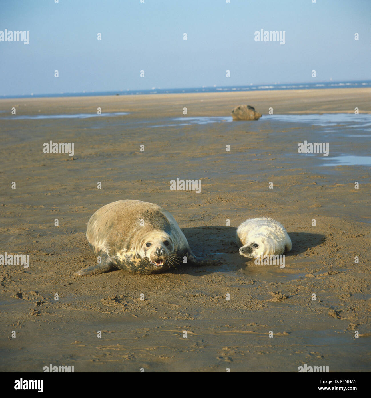 Zwei Weddelrobben (Leptonychotes weddelli), Erwachsener und Welpe, liegend am Strand bei Ebbe. Stockfoto