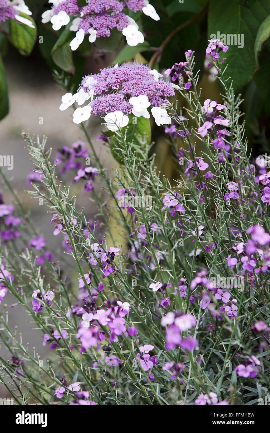 Spitze Kappe unter den Blumen von ähnlicher Farbe ion diese vertikale Bild der Flora. Stockfoto